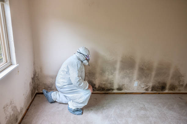 Mold Documentation for Insurance Claims in Grand Bay, AL